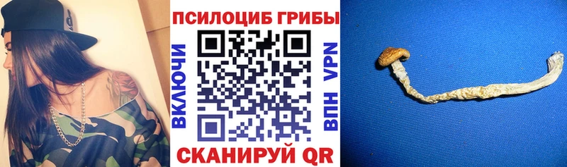 где найти наркотики Пугачёв Галлюциногенные грибы Psilocybine cubensis